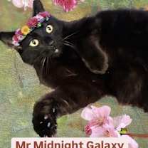 Thumbnail photo of Mr Midnight Galaxy at Martinez PFE      March 29th #1