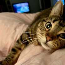 Thumbnail photo of Whiskey #1