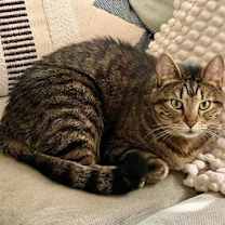 Thumbnail photo of Whiskey #3