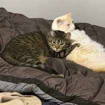 Thumbnail photo of Whiskey #4