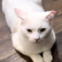 Thumbnail photo of Frosty #1