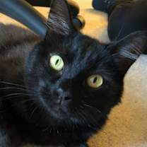 Thumbnail photo of Maya #1