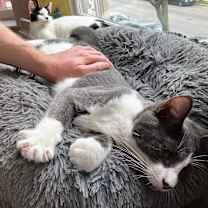 Thumbnail photo of Socks #2