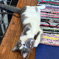 Thumbnail photo of Socks #3