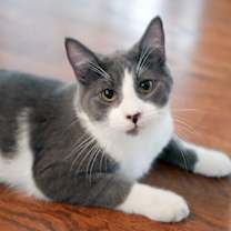 Thumbnail photo of Socks #4