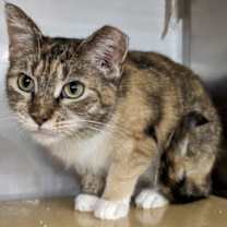 Thumbnail photo of Demeter #1