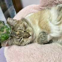 Thumbnail photo of Demeter #2