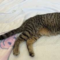 Thumbnail photo of Rosie #3