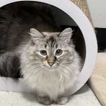 Thumbnail photo of Cora #1