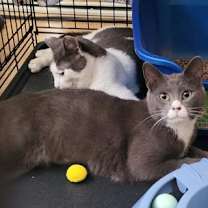 Thumbnail photo of Smokey #2