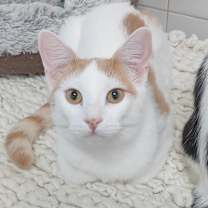 Thumbnail photo of Oopsy Daisy #2