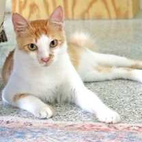 Thumbnail photo of Romi #1