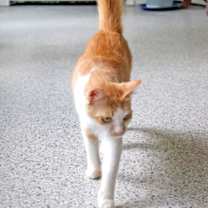 Thumbnail photo of Romi #2