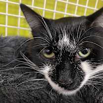 Thumbnail photo of Bigotes (Whiskers) #1