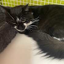 Thumbnail photo of Bigotes (Whiskers) #3