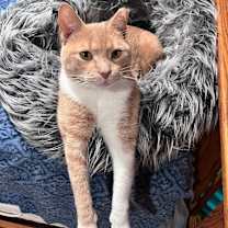 Thumbnail photo of Pippi #1
