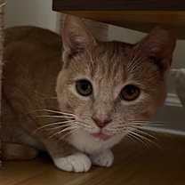 Thumbnail photo of Pippi #3