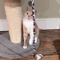 Thumbnail photo of Pippi #4