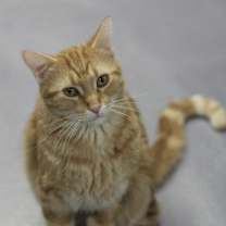 Thumbnail photo of Merlin #1