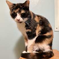 Thumbnail photo of Blanche #1