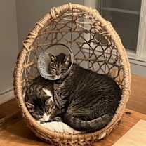 Thumbnail photo of Onyx and Loki #3