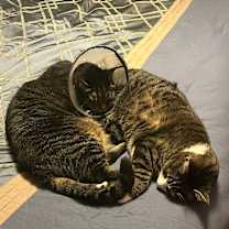 Thumbnail photo of Onyx and Loki #4
