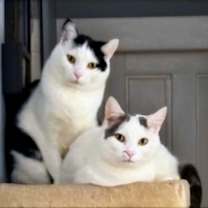 Thumbnail photo of CHARGER and CHALLENGER #1