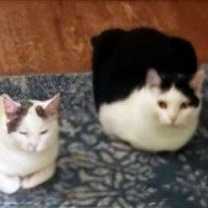 Thumbnail photo of CHARGER and CHALLENGER #3