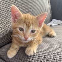 Thumbnail photo of Nala #2