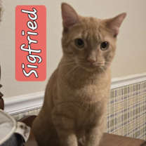 Thumbnail photo of SIGFRIED #1