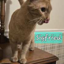 Thumbnail photo of SIGFRIED #2