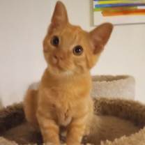 Thumbnail photo of SIGFRIED #3