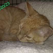 Thumbnail photo of SIGFRIED #4