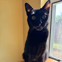 Thumbnail photo of Lulu #3