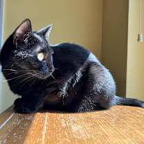 Thumbnail photo of Lulu #4