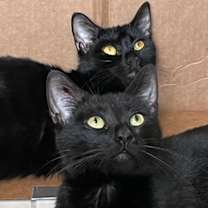 Thumbnail photo of Wilma & Sadie #1