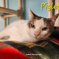 Thumbnail photo of Piglet #1