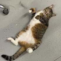 Thumbnail photo of TOBY #3