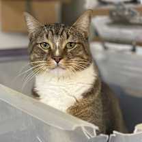 Thumbnail photo of TOBY #4