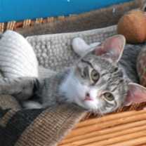 Thumbnail photo of NICCOLA-Chirps and Belly Rub #2