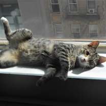 Thumbnail photo of NICCOLA-Chirps and Belly Rub #3