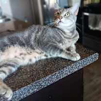 Thumbnail photo of Lulu (& Lily) [CP] #2
