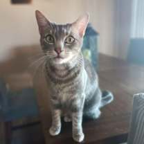 Thumbnail photo of Lulu (& Lily) [CP] #4