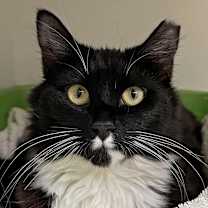 Thumbnail photo of Nerissa #2