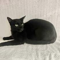 Thumbnail photo of LUCY #3