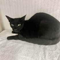 Thumbnail photo of LUCY #4