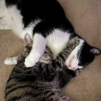 Thumbnail photo of Sylvester #3