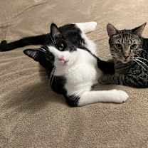 Thumbnail photo of Sylvester #4