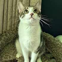 Thumbnail photo of KITTEN MARILYN #1