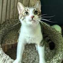 Thumbnail photo of KITTEN MARILYN #2